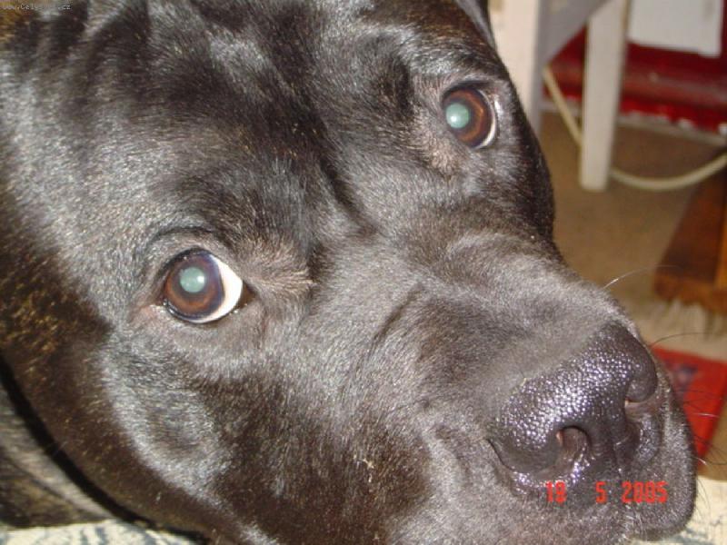 Foto: Dogo canario-Max�k ...