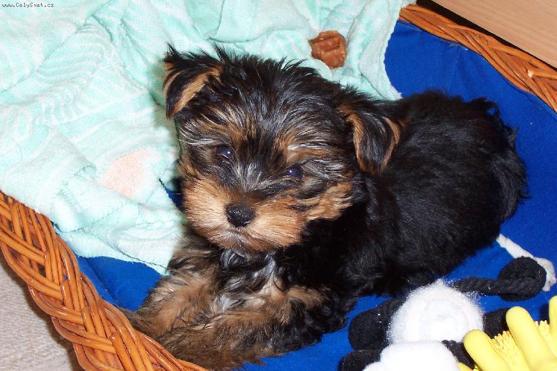 Foto: V pel�ku-prvn� noc bez sourozenc�