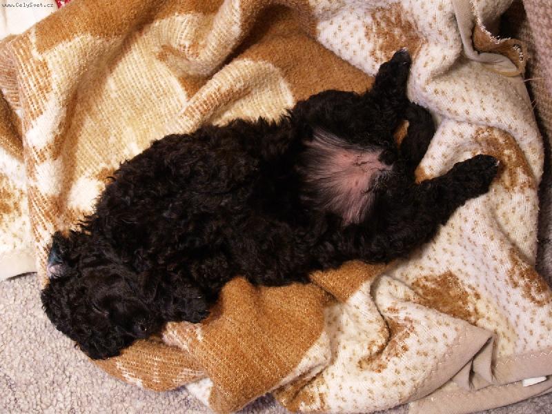 Foto: poledn� siesta