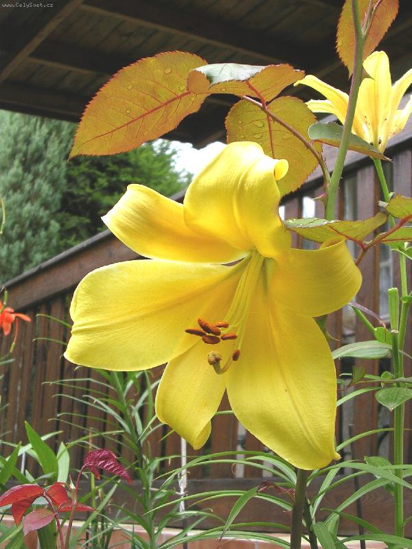 Foto: Lilie-Z���m jako slun��ko