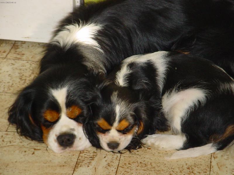 Foto: Otec a dcera-Rodinn� idylka