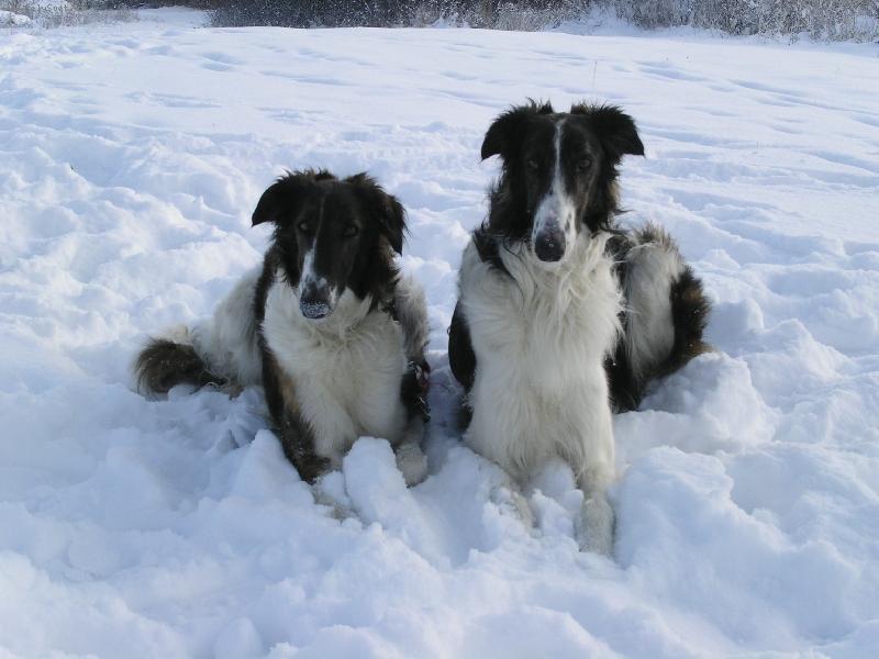 Foto: sourozenci na zimn� louce-JCh. CELNY CYTAT Polot + Ch.Jch.EJW CHARYZMA CHWILI Polot