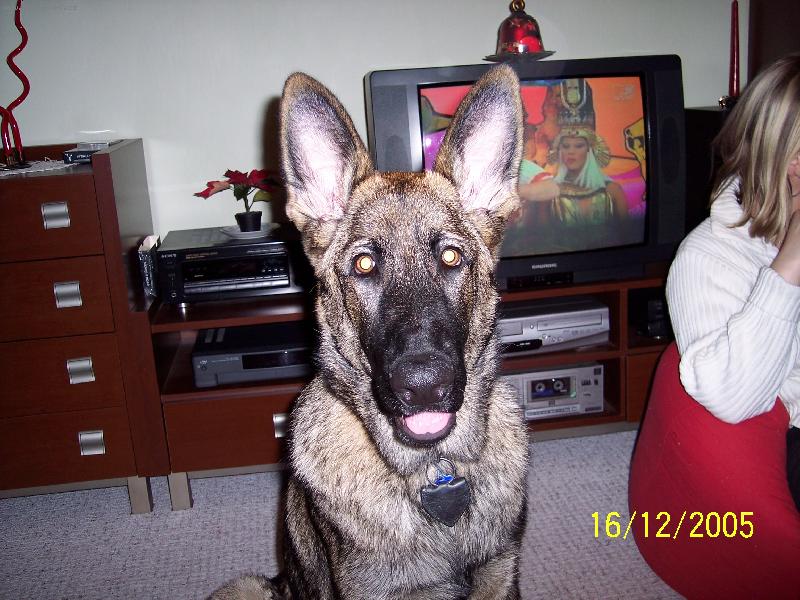 Foto: kuk...-n� milovan� "vlk" Ronny