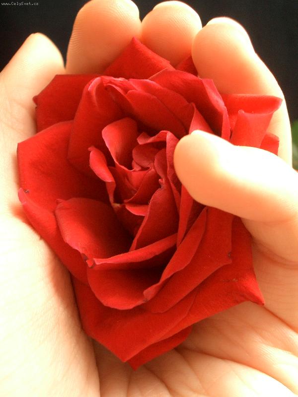 Foto: kr�sa v dlani