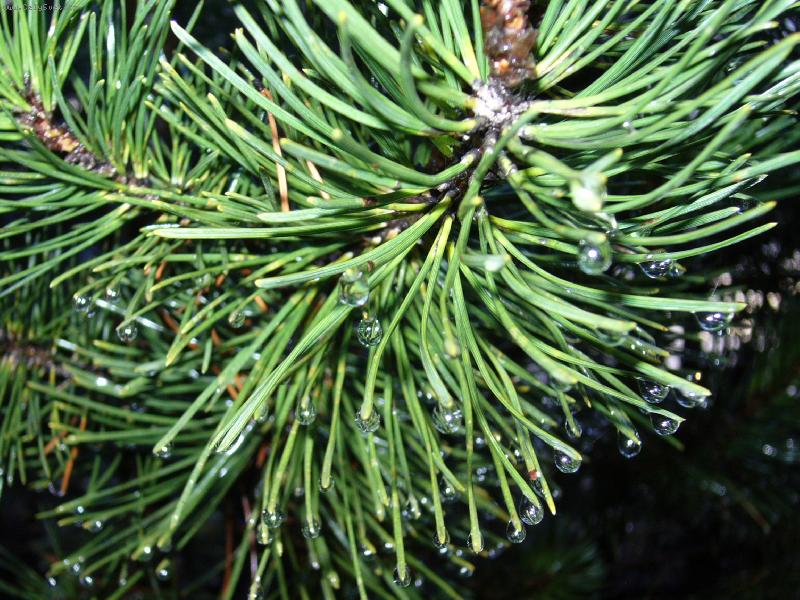 Foto: Rann� kr�sa-Jehli�nan po jarn�m de�t�ku