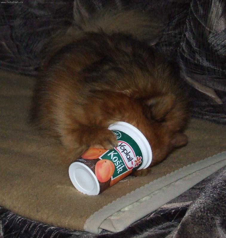 Foto: Perry Nov� Alborg-M�am to je dobrota.