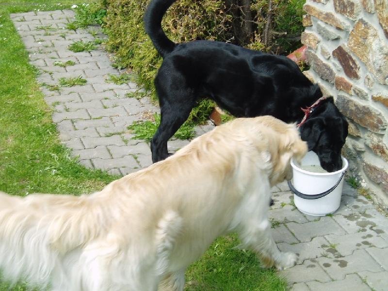 Foto: Brita a Frodo-Hej brito dej mi taky nap�t!!!