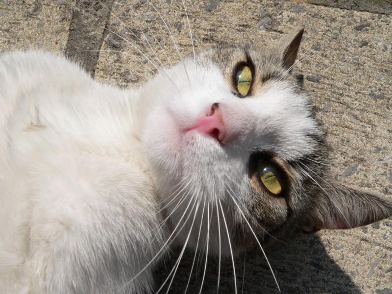 Foto: Belgick� ko�ka se slun� na n�m�st� v Arlonu