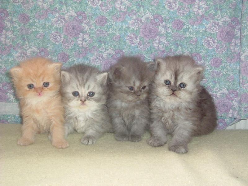 Foto: 4 ko�i�� sourozenci :-)