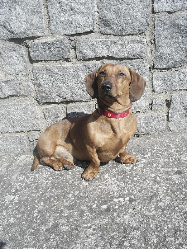 Foto: Fil�pek-tak tohle je m�j 2 letej mazl��ek Filda