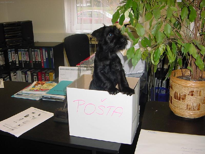 Foto: Siesta-Knira�ek �t�n� v zam�stn�n�