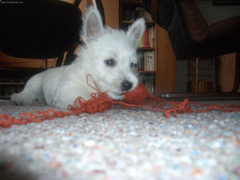 Foto: Ad�lka-ad�lka kou�e klubko