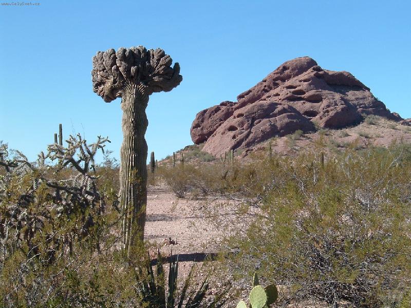 Foto: such� krajina-krajina s kaktusy