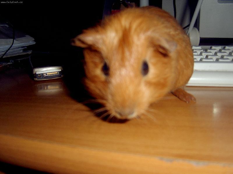 Foto: Mil��ek d�t�-usm�vav� hn�d�sek