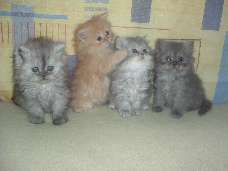 Foto: Persk� miminka - no u� batolata :-)-J� jsem malink�,taky chci b�t na fotce vid�t!!!