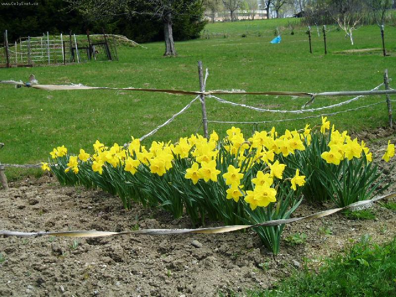 Foto: U n�s na chalup�!!!-Narcisy od n�s z Krkono�