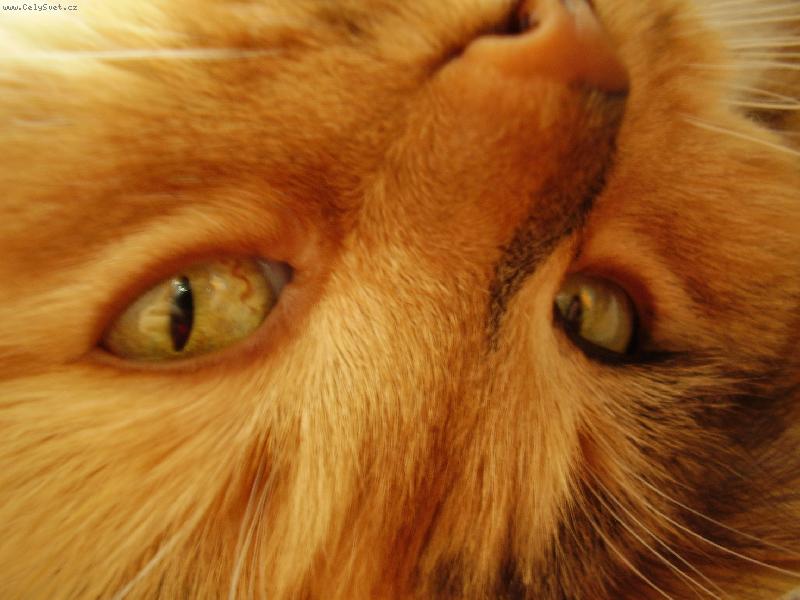 Foto: Ko�i�� pohled