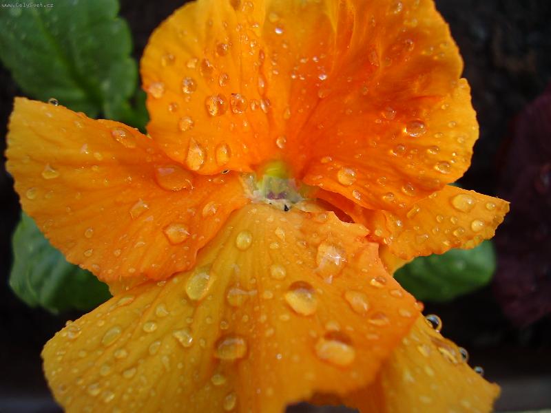 Foto: Oran�ov� kv�t