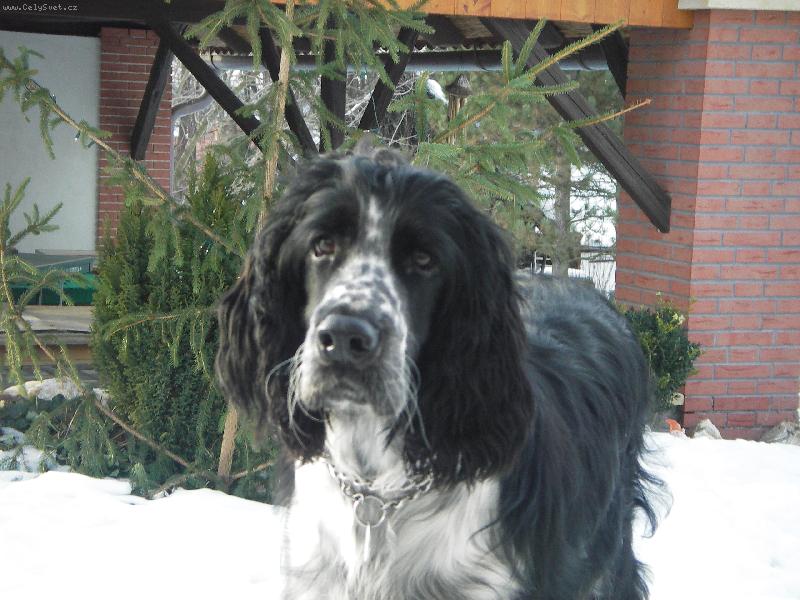 Foto: Archie-Ar�� vid� poprv� sn�h a jak je vid�t tak je z n�j st�le mimo=)