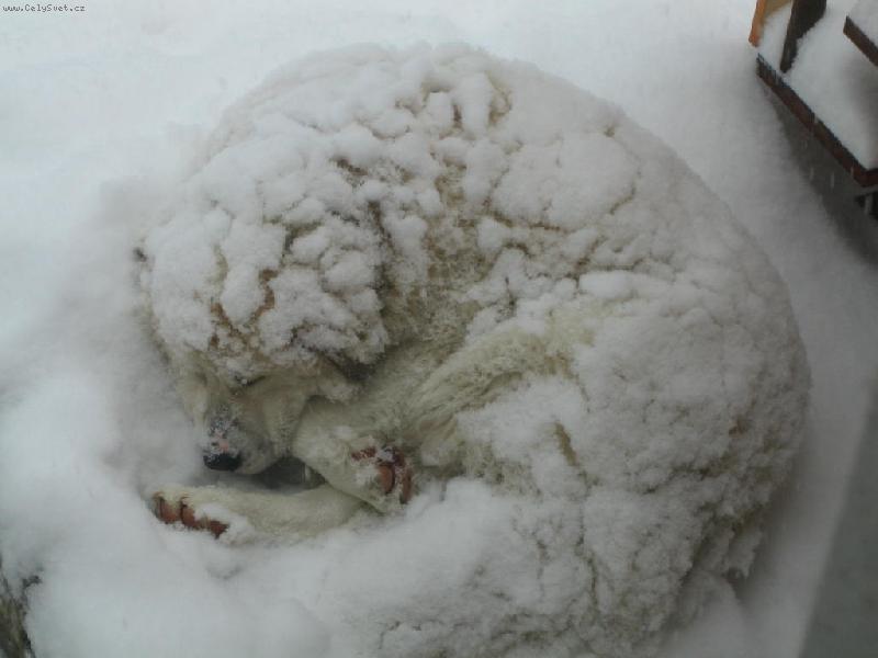 Foto: boudu nepotrebuju-kavkazacek