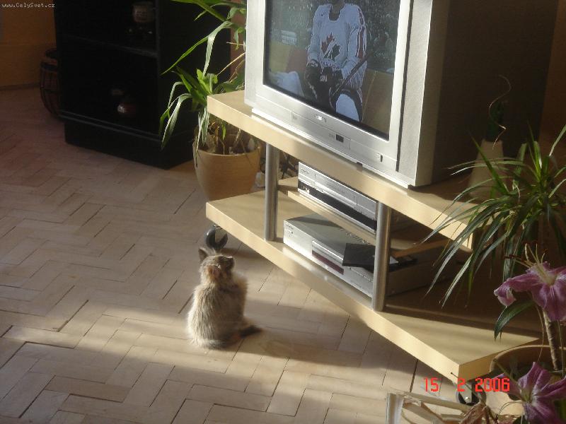 Foto: televizn� maniak-Chiquita je sportovn� fanou�ek