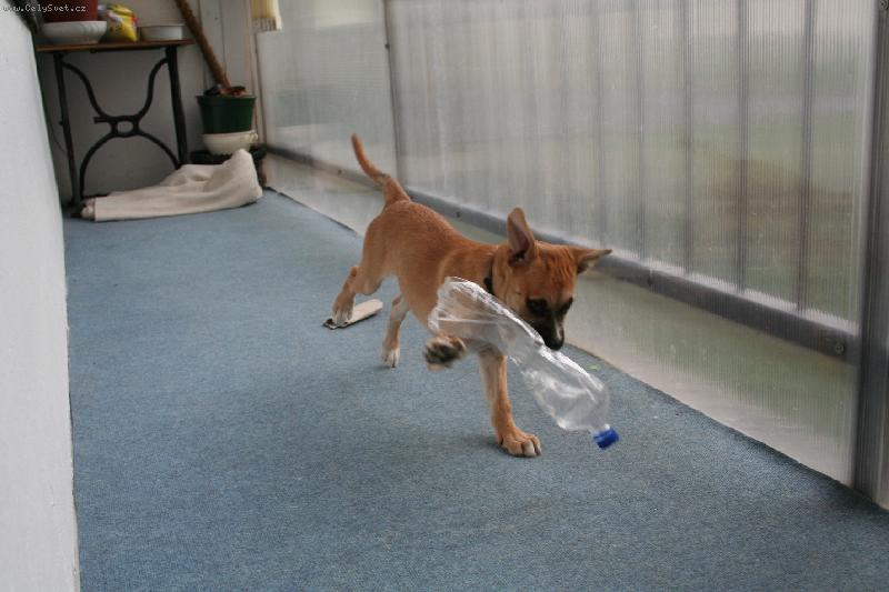 Foto: Uhon�m t�-r�da si hraju s PET lahvemi