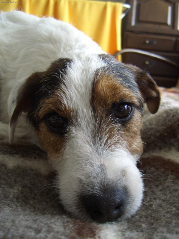 Foto: Unaven� Ben�sek-"V�n� mus�m z postele dol�?"