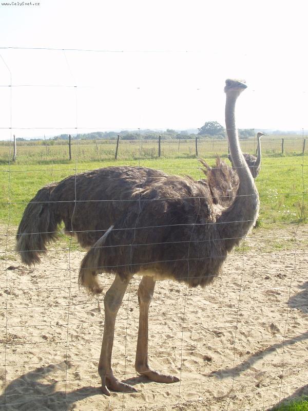 Foto: Hugo z N�mecka-P�tros�k Hugo