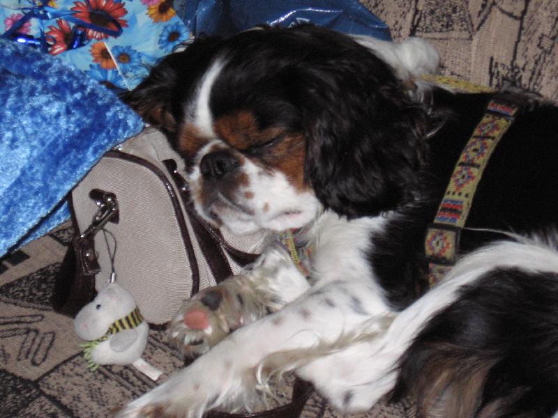 Foto: Merlin-�arod�j-Co je na sv�t� nejslad��????No p�eci spokojen� sp�nek......