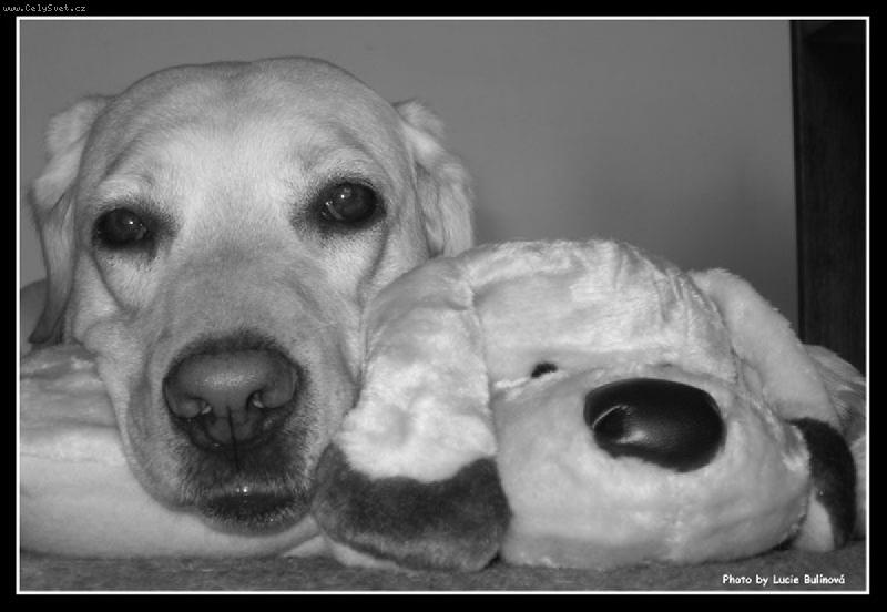 Foto: Baruska s ply��kem-Dva pejskov� vedle sebe