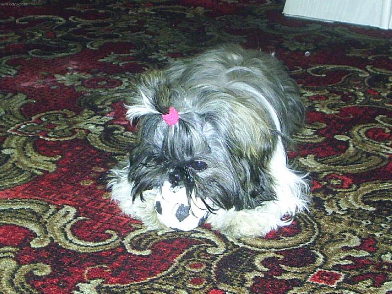 Foto: Terrynka-Rad�i ho rychle rozkou�u,ne� m� zase budou nutit hr�t fotbal..