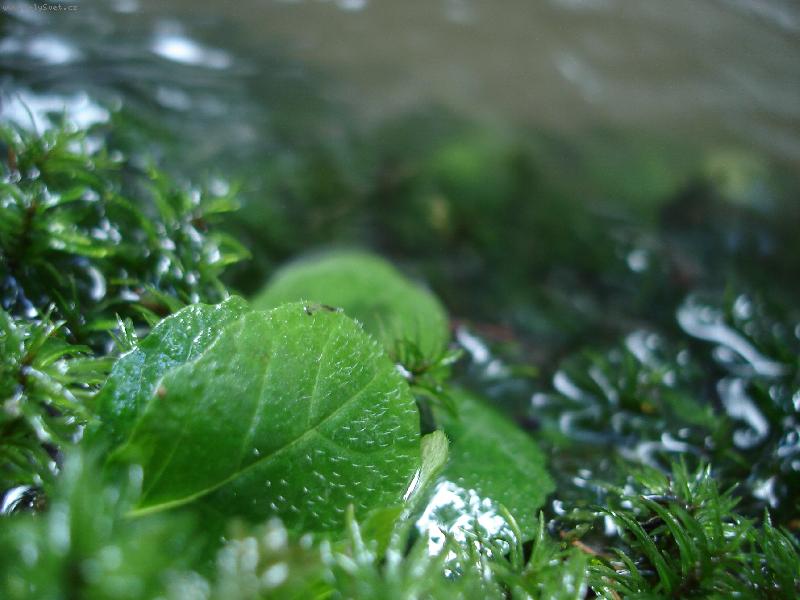 Foto: Do hlubin zelen�