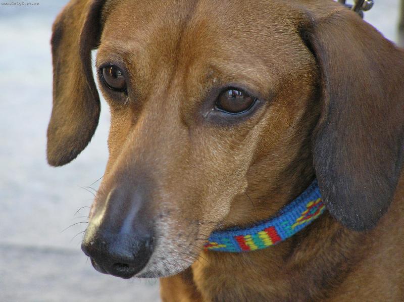 Foto: Fakt nejsem smutn�...-Pard�l