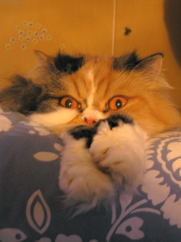 Foto: Pomoooooooooooc !