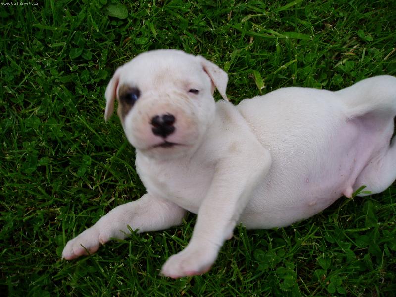 Foto: Pejsek na dovolen�