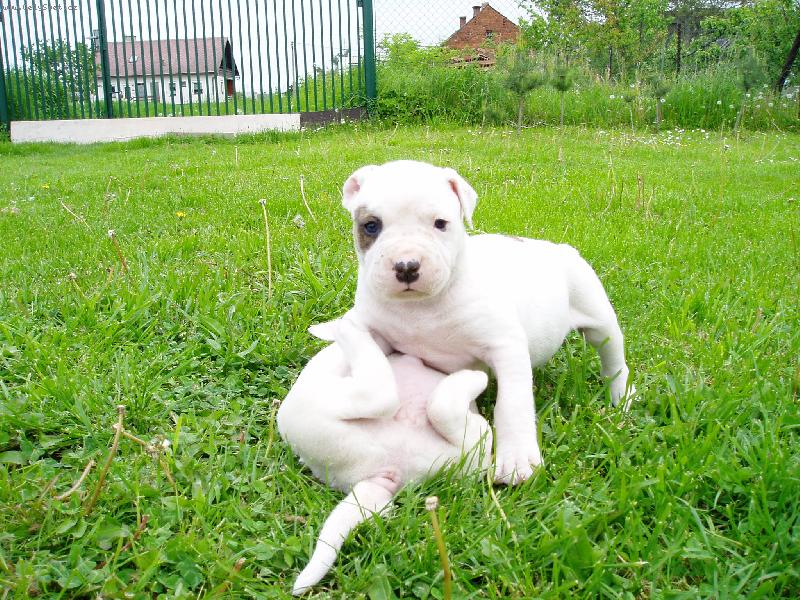 Foto: U� t� m�m na lopatk�ch-U� t� m�m na lopatk�ch www.americkybuldog.kvalitne.cz