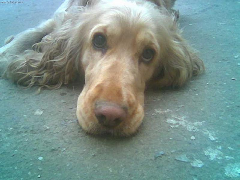 Foto: Besinka-no co?p�em��l�m