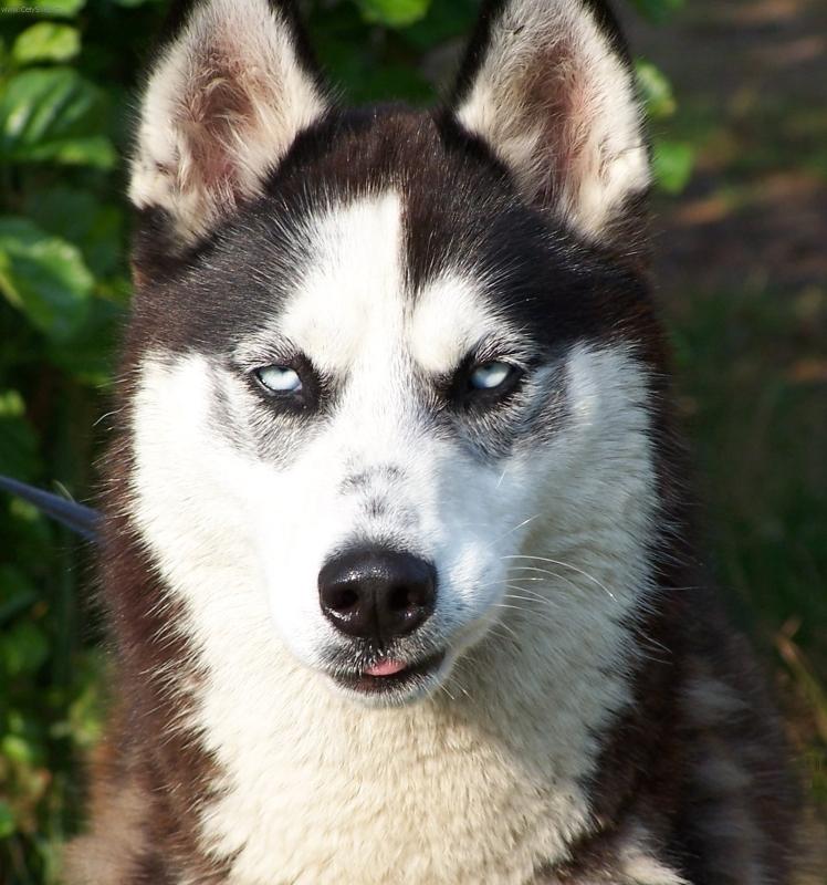 Foto: Jsem fe��k-Sibi�sk� husky