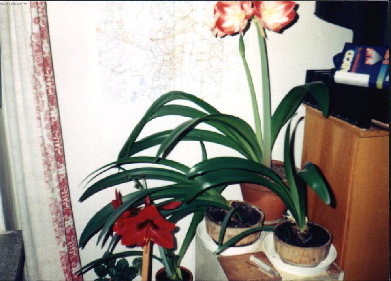 Foto: Pr�ma, kvete.