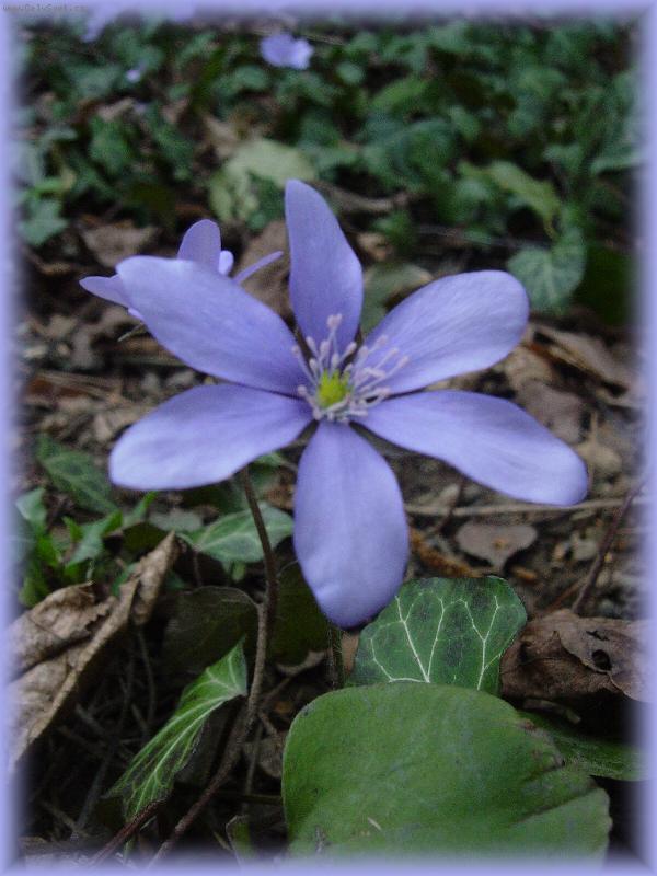 Foto: Foto kytky-j� nev�m co to je za kytku tak�e se omlouv�m za �patn� n�zev....