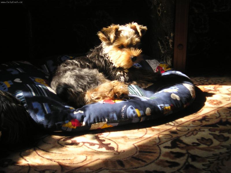 Foto: N� �um��ek-kdo je u v�s doma p�n?