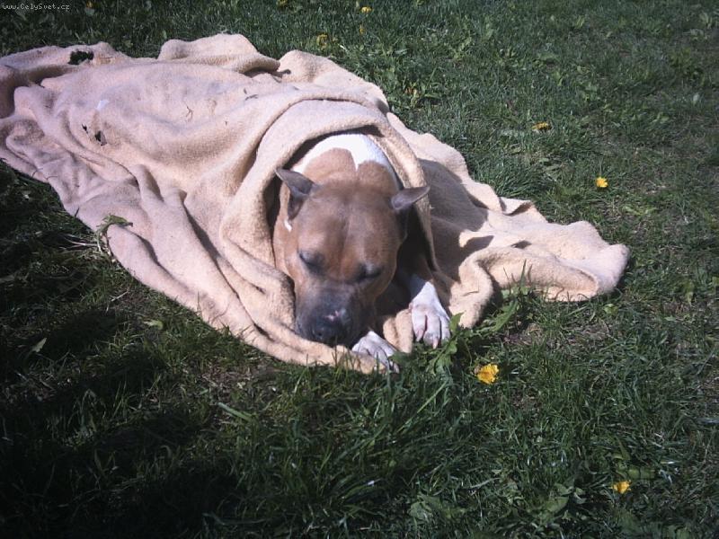 Foto: p�est�vka-pes v dece