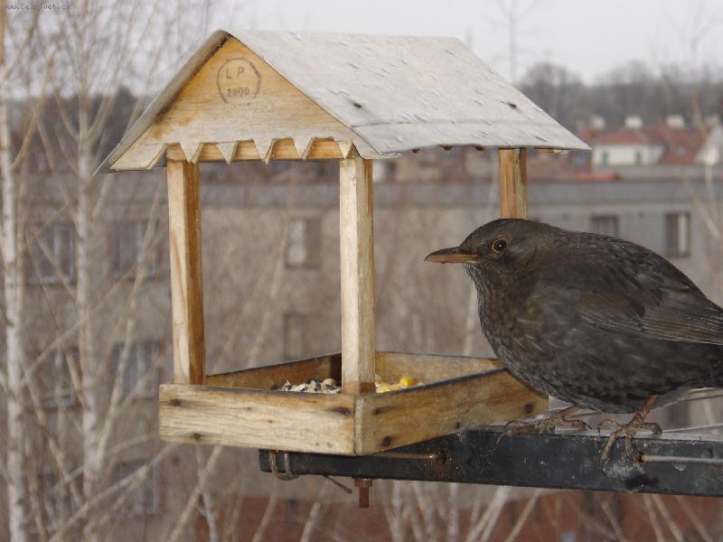 Foto: Pohled z okna-.. a po��d m�m hlad