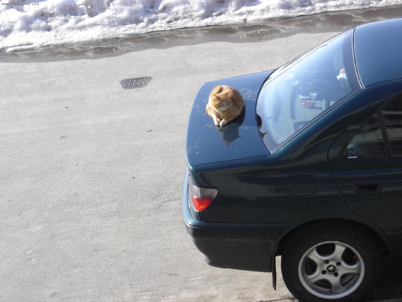 Foto: relaxace na slun��ku-Kuba na sousedovic aut�