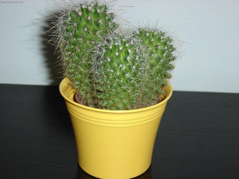 Foto: nejobl�ben�j�� kaktusek-M�j mil�ek