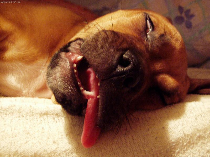 Foto: Kdy� sp�m, tak sp�m-Dvoum�s��n� Rocky