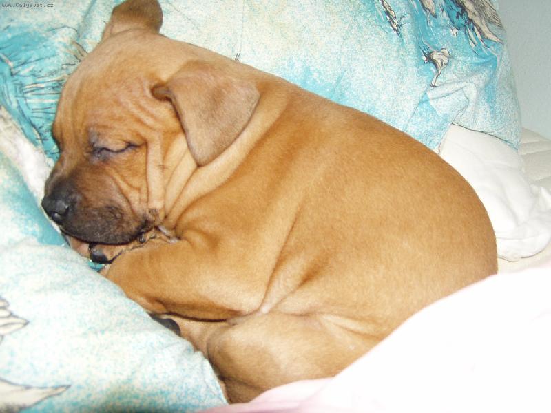 Foto: Klub��ko-Dvoum�s��n� Rocky