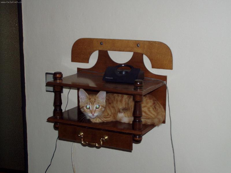 Foto: Chcete si zavolat?-Ko�ka na poli�ce telefonu