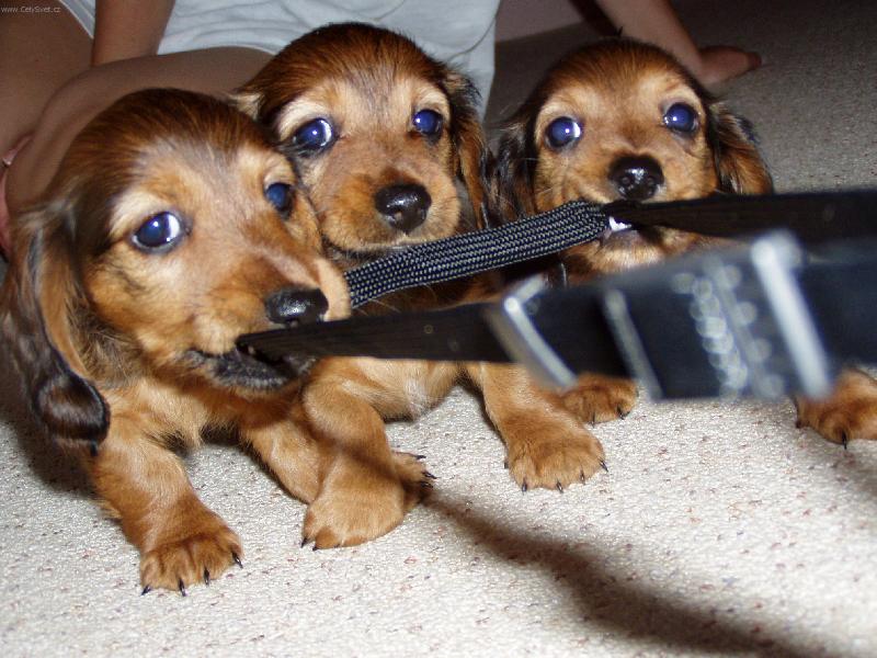 Foto: �����tka jezev�ice Nelly-Ten fo��k dostanem...