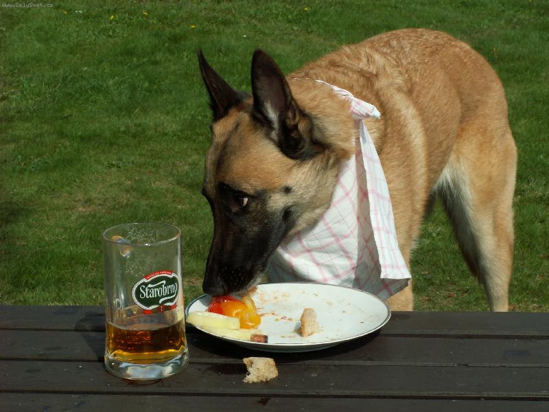 Foto: N�� PES NA DOVOLEN� 1-OB�D